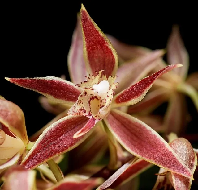 Trichopilia multiflora (Trichopilia)