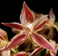 Trichopilia multiflora