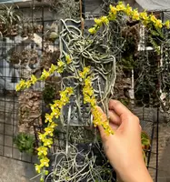 Chiloschista parishii