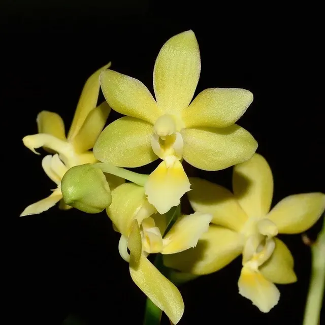 Phalaenopsis Stone Dance