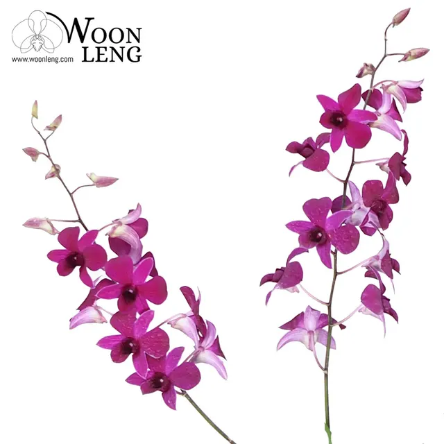 Dendrobium Tay Swee Keng (Dendrobium)