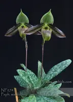 Paph. wardii ', ' (wardii 'Dark Galaxy' HCC/AOS x wardii 'Dark Spell')
