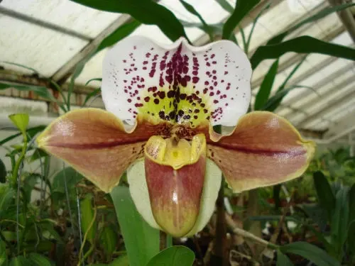 Paphiopedilum TATJANA HOFFMANN