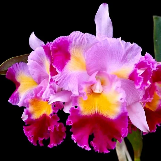 Cattleya Prism Palette AM/AOS Parfumata 'Mischief'