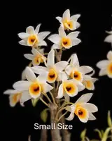 Dendrobium bensoniae (Small)