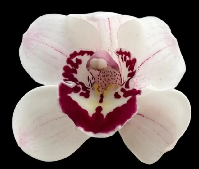 Cymbidium Sweet Vanessa