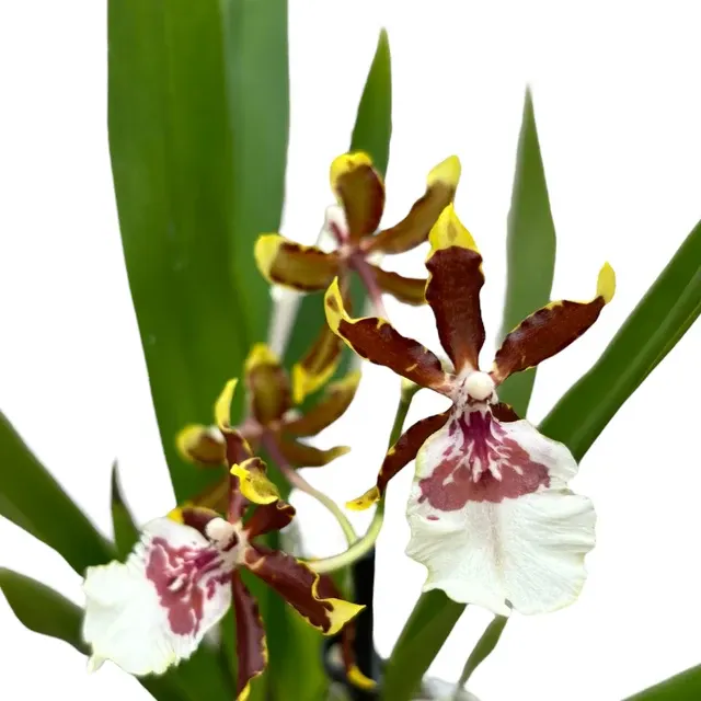 Colmanara Jungle Monarch Wildcat Parfumata