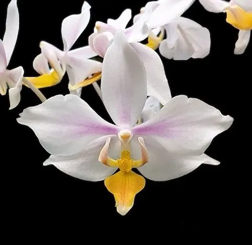 Phalaenopsis intermedia 'Yellow lip x Sib'