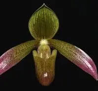 Paphiopedilum lunatum