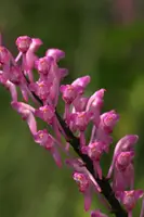Aerides rubescens