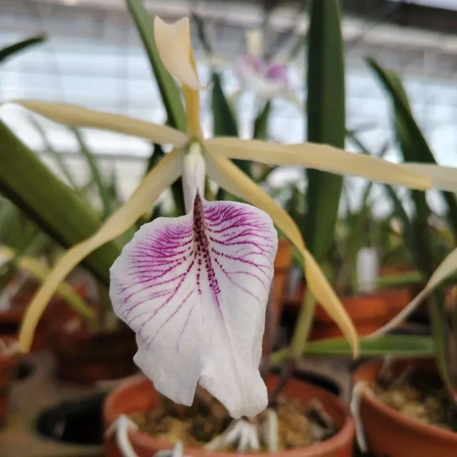 Brassocattleya Bessho (Brassocattleya)