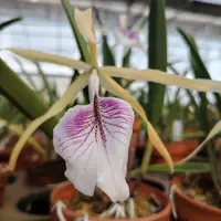 Brassocattleya Bessho