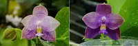 Phalaenopsis Freya's Blue Hawaii