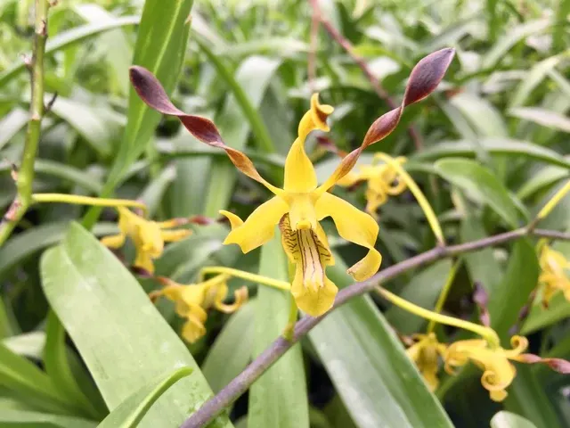 Dendrobium gouldii