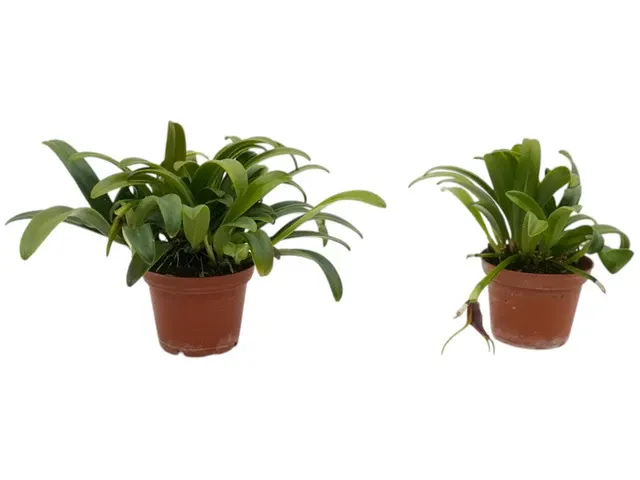 Masdevallia priscillana (Masdevallia)