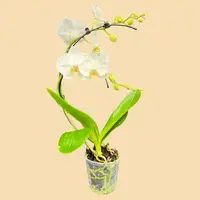 Phalaenopsis Wave Orchids All White in a 5" Grow Pot - 6 Plants per box - Free Shipping