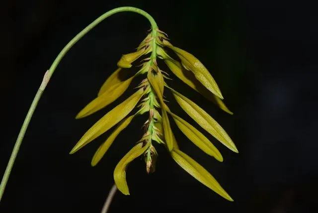 Bulbophyllum dresslerianum