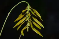 Bulbophyllum dresslerianum