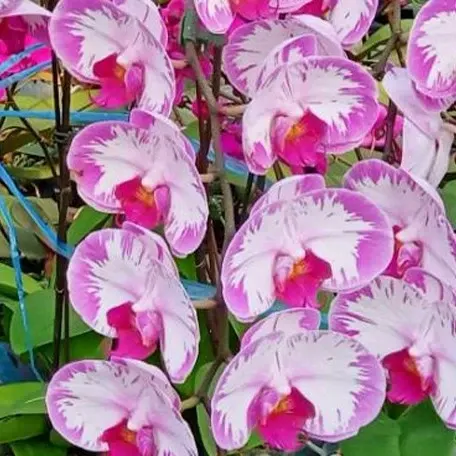 Phalaenopsis Champion Lightning 'Neon' (Phalaenopsis)