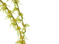 Pleurothallis taurus