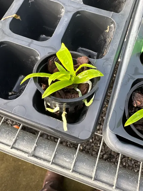 Cattleya aclandiae fma alba (Cattleya)