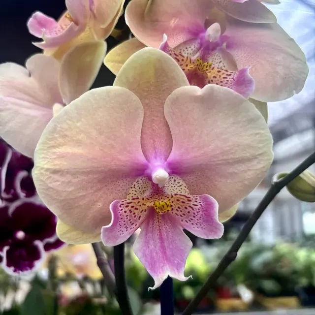 Phalaenopsis Pastello Kiss
