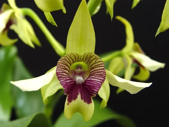 Dendrobium Roy Tokunaga x Shiraishii