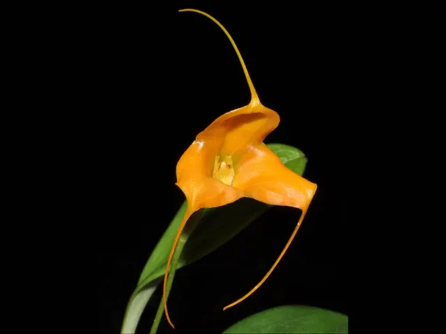 Masdevallia magaliana (Masdevallia)