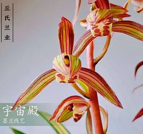 Cymbidium sinense 'YuZhouDian' (Cymbidium)