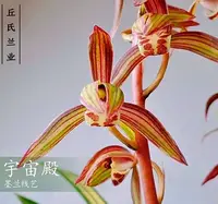 Cym. sinense 'YuZhouDian' Var. (CYMS23) ( - - sinense )