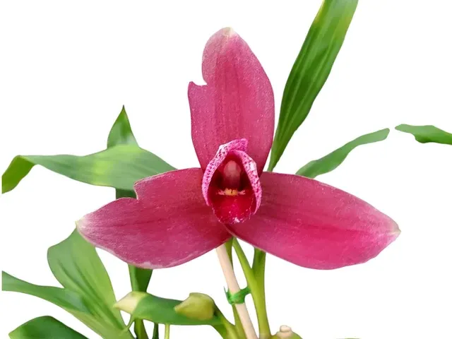 Lycaste SHONAN BRIGHT