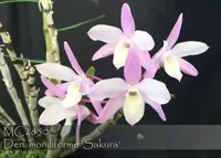 Dendrobium moniliforme 'Sakura 日本長生蘭'