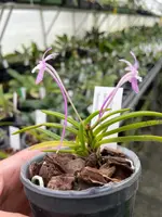 Neofinetia falcata ‘Benitengu’