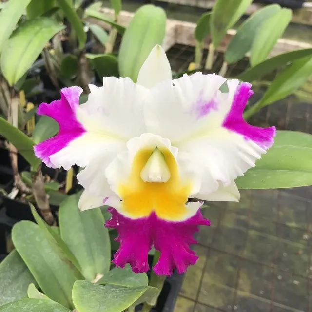 Rhyncholaeliocattleya David Matsuura 'Paradise' (Rhyncholaeliocattleya)