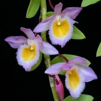 Dendrobium loddigessii sp.
