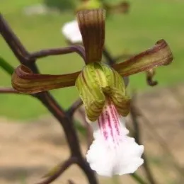Eulophia petersii sp