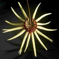 Bulbophyllum makoyanum sp.