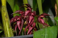 Bulbophyllum lobbii x lasianthum