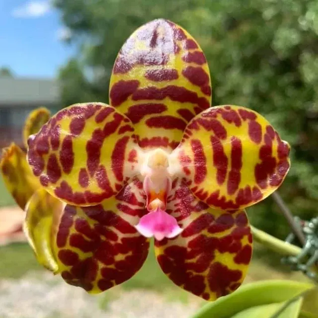 Phalaenopsis Jong Prince' 'S Gigan Cherry'