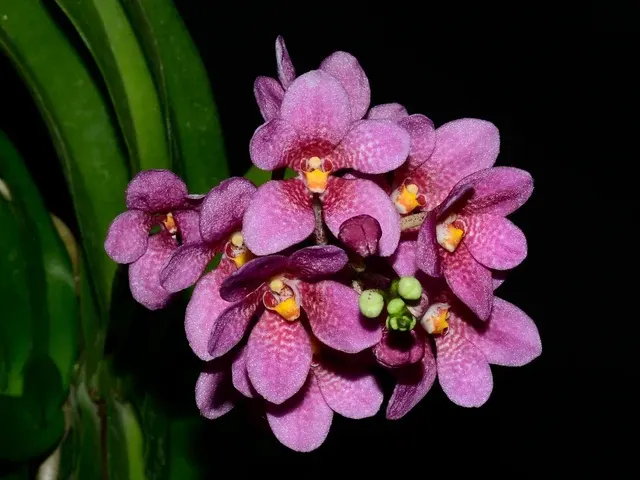 Sarcochilus Kulnura Warmer 'Camila' (Sarcochilus)
