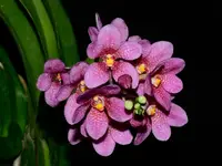 Sarcochilus Kulnura Warmer 'Camila'