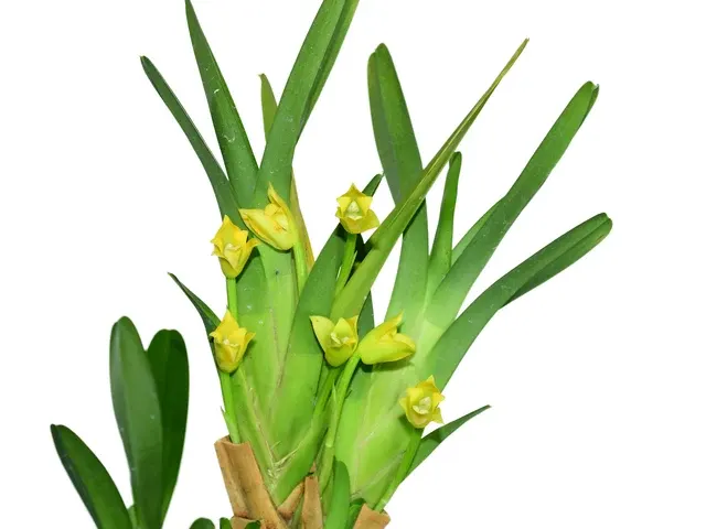 Maxillaria guareimensis