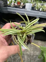 Neofinetia falcata ‘Kotou Fukurin’