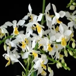 Phalaenopsis equestris var aurea sp (Phalaenopsis)