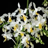 Phalaenopsis equestris var. aurea sp.