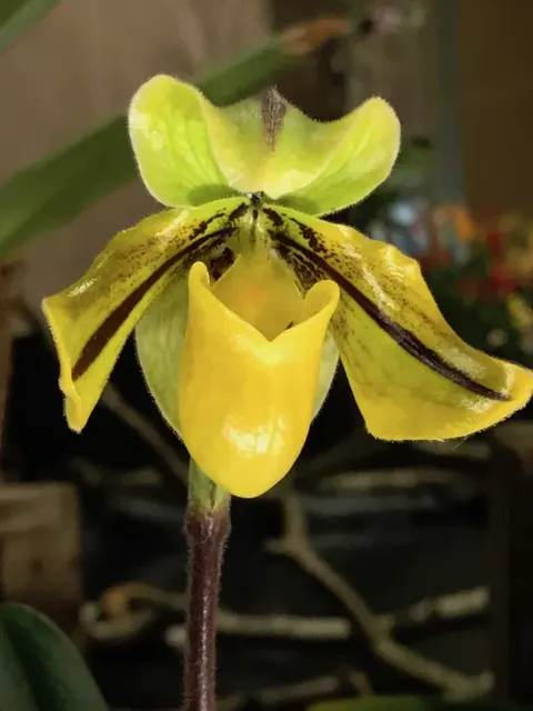 Paphiopedilum druryi (Paphiopedilum)