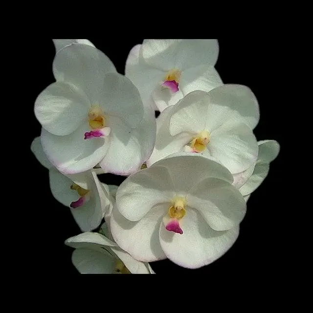 Vanda Hybrids: Ascocenda New Maung Thong