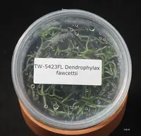FLASK Dendrophylax fawcettii