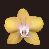 Phal. Unique Yellow Diana, Mericlone, Blooming Size, FREE Shipping