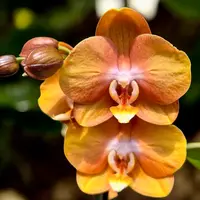 Phalaenopsis Phalfamzol (Las Vegas) — cu flori - 1 tija (ghiveci 12 cm)